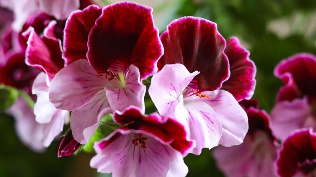 Natural Geraniol
